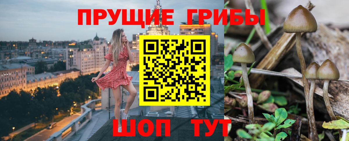 Галлюциногенные грибы GOLDEN TEACHER  Вход с VPN  Элиста  Псилоцибиновые грибы мухоморы 